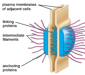 Connection Protein
