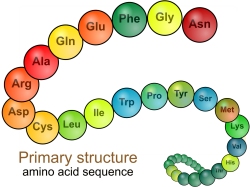 Primary Structure