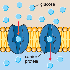 Carrier Protein