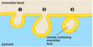 Endocytosis