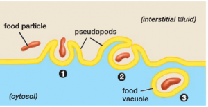 Phagocytosis