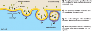 Receptor Mediated Endocytosis