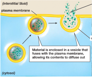 Exocytosis