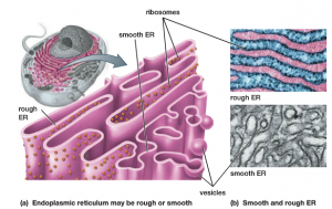 Endoplasmic Recticulum