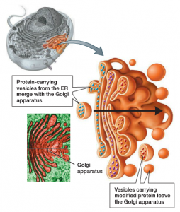 Golgi Appatatus