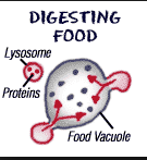 Lysosome Digestion