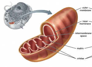 Mitochondria