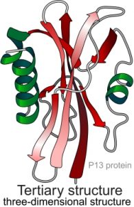 Tertiary Structure