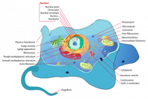 Nucleus/Eukaryotes