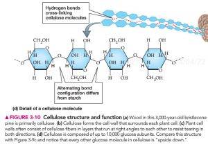 CELLULOSE