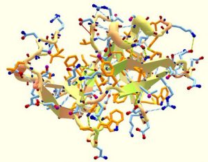 Protein Structure