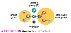 Amino Acid