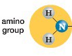 Amino Group