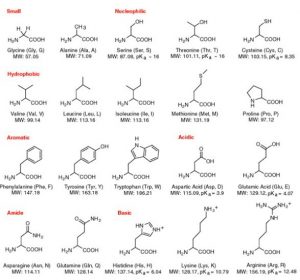 Amino Groups