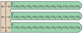 Triglyceride