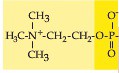 Phosphate Group