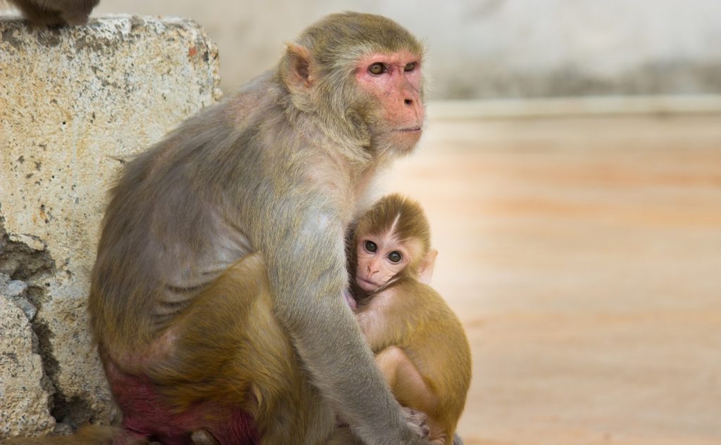 This is a color image of an adult rhesus monkey holding a baby rhesus monkey. They appear to be outside resting against a stone.