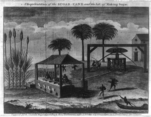 A representation of a sugar cane plantation created by John Hinton in 1749. Slaves are shown performing the heavy manual labor required for sugar cane production.
